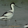 Pied Avocet ソリハシセイタカシギ (インドの鳥その104)