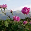 「死の薔薇」に寄せるエッセイ