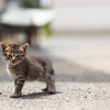 人のしあわせ、猫のしあわせ（１３）