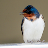 野鳥撮影・ツバメ