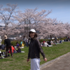 桜は広島で