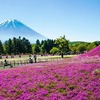 春の訪れ芝桜