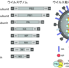 インフルエンザウイルス 〜  構造とワクチン、生活環と治療薬の関係