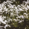 小松が末に沫雪流る･･･巻第10-2314