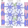 じじぃの「脳科学・アストロサイト・ヒトだけにある細胞？面白い雑学」