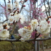 羽根木公園　せたがや梅まつり