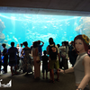 フウナ in リアル　2024・８月　鴨川シーワールド ～その７～