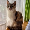 久々IKEAに行ったら〜たーいへん