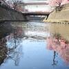 大岡川桜並木（２）　川面に映える