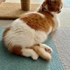 もちもち短い足で飼い主も挟んでほしい！