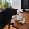 はじめましての、のんちゃん。