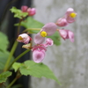 庭の花（シュウカイドウと赤花のムクゲ）