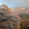 番城山と桜