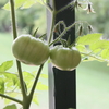 トマトとハバネロの成長記録