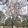 御苑の桜