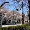 箱根 宮城野 早川堤の桜  (3月26日）