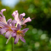 どうやって増える？ナツズイセン：夏の終りの庭の花