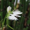 サギソウ春に植えた３個の球根、花はなんて美しいんだろう(#^.^#)