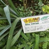 お遍路さんの通り道？高知県立牧野植物園のカオスライン！～カフェ・パノラマ・植物園！O3五台山へ行く：後編