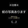 3月　しっぽ通信dog編　内容ご紹介☆　と　ペット(蛇🐍)のお話