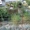 実家の畑で農作業