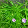 ルリギクの花の色が素敵です