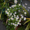 Roadside plants