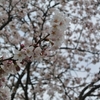 桜の季節だねぇ