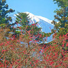 桜が咲いたが梅はまだかいな(^o^)