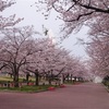 万博公園 春の花 花言葉その4