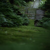 Mossy stone steps