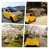 2010年の桜