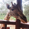 Giraffe Centre／すてきなこと。