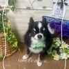 ♬トリミングのお客様♬　4/14、4/15