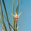 Dendrobium shearmanii