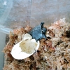 卵から孵化したばかりの亀