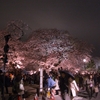 千鳥ヶ淵の桜。