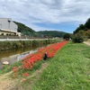 矢掛町　美山川沿いの彼岸花