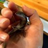 (娘の)カナヘビの飼育記録pt3(最終回)