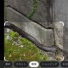 ヘビという生き物に隠された意外な特徴とは？R60518