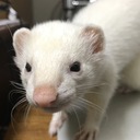 おもちゃ箱 〜 Scatola da giocattolo 〜