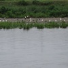 【野鳥観測_とり高12】雨上がりの群れツヨシ