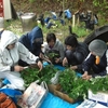 5月6日の活動報告～広場芋植付、苗代修正、小屋跡地畝つくり、山菜料理～