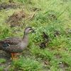 アジサイ咲き、トンボ飛ぶ