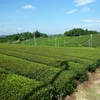  南山城村 茶畑活動日誌 (7月7日)