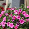 手作り堆肥で元気に育ってる薔薇達　＆　スリップス対策　等など
