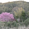 里山と桜