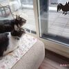 カラスがベランダにくると、頼もしくなる猫たち【ニャルソック】