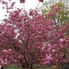 春の有珠善光寺～枝垂桜と八重桜が見頃でした。