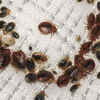 Bed Bug Service Preparation Requirements